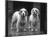 Fall, Clumber Spaniel, 36-Thomas Fall-Mounted Photographic Print