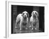 Fall, Clumber Spaniel, 36-Thomas Fall-Framed Photographic Print