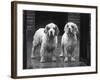 Fall, Clumber Spaniel, 36-Thomas Fall-Framed Photographic Print