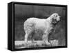 Fall, Clumber Spaniels, 27-Thomas Fall-Framed Stretched Canvas