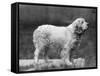 Fall, Clumber Spaniels, 27-Thomas Fall-Framed Stretched Canvas