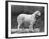 Fall, Clumber Spaniels, 27-Thomas Fall-Framed Photographic Print