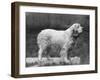 Fall, Clumber Spaniels, 27-Thomas Fall-Framed Photographic Print