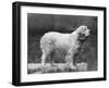 Fall, Clumber Spaniels, 27-Thomas Fall-Framed Photographic Print