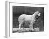 Fall, Clumber Spaniels, 27-Thomas Fall-Framed Photographic Print