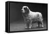 Fall, Clumber Spaniels, 29-Thomas Fall-Framed Stretched Canvas