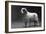 Fall, Clumber Spaniels, 29-Thomas Fall-Framed Photographic Print