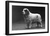 Fall, Clumber Spaniels, 29-Thomas Fall-Framed Photographic Print