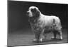 Fall, Clumber Spaniels, 29-Thomas Fall-Mounted Photographic Print