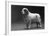 Fall, Clumber Spaniels, 29-Thomas Fall-Framed Photographic Print