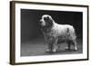 Fall, Clumber Spaniels, 29-Thomas Fall-Framed Photographic Print