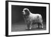 Fall, Clumber Spaniels, 29-Thomas Fall-Framed Photographic Print