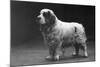 Fall, Clumber Spaniels, 29-Thomas Fall-Mounted Photographic Print