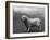 Fall, Clumber Spaniels, 36-Thomas Fall-Framed Photographic Print