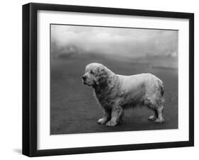 Fall, Clumber Spaniels, 36-Thomas Fall-Framed Photographic Print