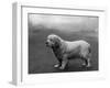 Fall, Clumber Spaniels, 36-Thomas Fall-Framed Photographic Print