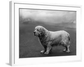 Fall, Clumber Spaniels, 36-Thomas Fall-Framed Photographic Print