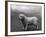 Fall, Clumber Spaniels, 36-Thomas Fall-Framed Photographic Print