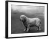 Fall, Clumber Spaniels, 36-Thomas Fall-Framed Photographic Print