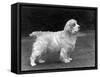 Fall, Clumber Spaniels, 53-Thomas Fall-Framed Stretched Canvas