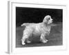 Fall, Clumber Spaniels, 53-Thomas Fall-Framed Photographic Print