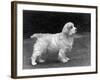 Fall, Clumber Spaniels, 53-Thomas Fall-Framed Photographic Print