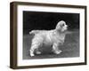 Fall, Clumber Spaniels, 53-Thomas Fall-Framed Photographic Print