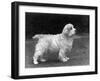 Fall, Clumber Spaniels, 53-Thomas Fall-Framed Photographic Print