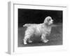 Fall, Clumber Spaniels, 53-Thomas Fall-Framed Photographic Print