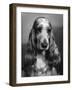 Fall, Cocker Spaniel, 1968-Thomas Fall-Framed Photographic Print