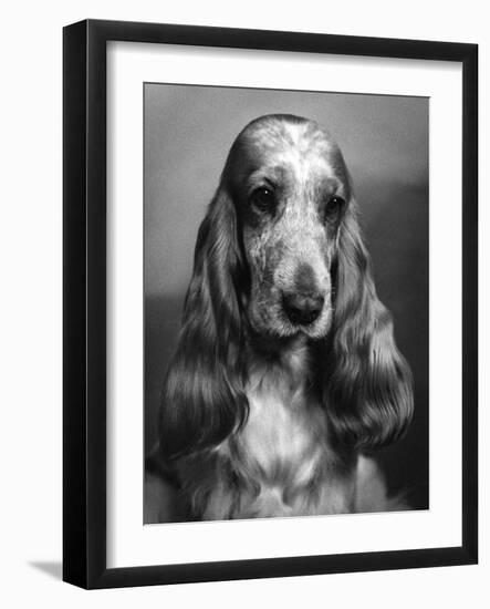 Fall, Cocker Spaniel, 1968-Thomas Fall-Framed Photographic Print