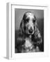 Fall, Cocker Spaniel, 1968-Thomas Fall-Framed Photographic Print