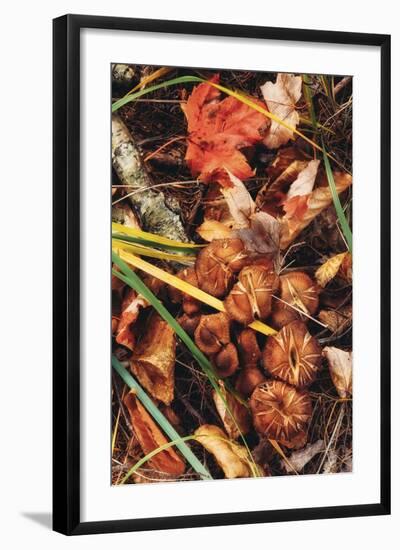 Fall Collection, Autumn in Maine Detail-Vincent James-Framed Photographic Print
