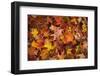 Fall Collection, New England Leaves in Autumn-Vincent James-Framed Photographic Print