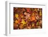 Fall Collection, New England Leaves in Autumn-Vincent James-Framed Photographic Print