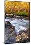 Fall Color Along Bishop Creek, Inyo National Forest, Sierra Nevada Mountains, California, Usa-Russ Bishop-Mounted Photographic Print