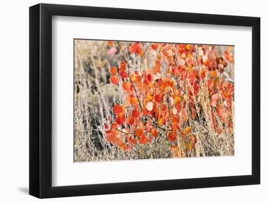 Fall color along Bishop Creek, Inyo National Forest, Sierra Nevada Mountains, California, USA.-Russ Bishop-Framed Photographic Print