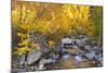 Fall color along Bishop Creek, Inyo National Forest, Sierra Nevada Mountains, California, USA.-Russ Bishop-Mounted Photographic Print