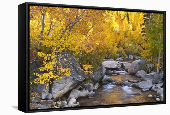 Fall color along Bishop Creek, Inyo National Forest, Sierra Nevada Mountains, California, USA.-Russ Bishop-Framed Stretched Canvas