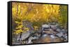 Fall color along Bishop Creek, Inyo National Forest, Sierra Nevada Mountains, California, USA.-Russ Bishop-Framed Stretched Canvas