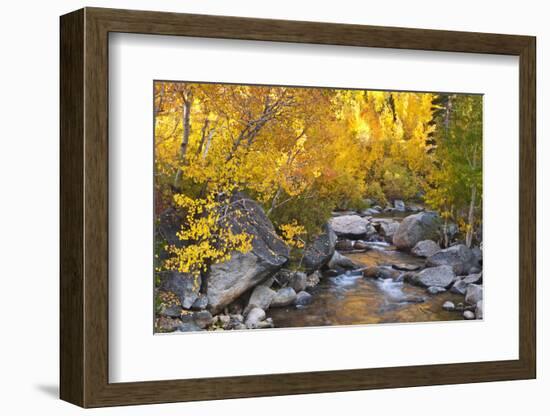 Fall color along Bishop Creek, Inyo National Forest, Sierra Nevada Mountains, California, USA.-Russ Bishop-Framed Photographic Print