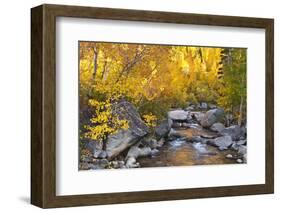 Fall color along Bishop Creek, Inyo National Forest, Sierra Nevada Mountains, California, USA.-Russ Bishop-Framed Photographic Print