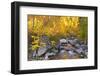 Fall color along Bishop Creek, Inyo National Forest, Sierra Nevada Mountains, California, USA.-Russ Bishop-Framed Photographic Print