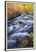 Fall Color Along Lundy Creek, Inyo National Forest, Sierra Nevada Mountains, California, Usa-Russ Bishop-Framed Premium Photographic Print