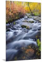 Fall Color Along Lundy Creek, Inyo National Forest, Sierra Nevada Mountains, California, Usa-Russ Bishop-Mounted Premium Photographic Print