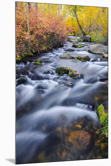 Fall Color Along Lundy Creek, Inyo National Forest, Sierra Nevada Mountains, California, Usa-Russ Bishop-Mounted Premium Photographic Print