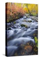 Fall Color Along Lundy Creek, Inyo National Forest, Sierra Nevada Mountains, California, Usa-Russ Bishop-Stretched Canvas