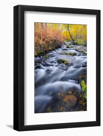 Fall Color Along Lundy Creek, Inyo National Forest, Sierra Nevada Mountains, California, Usa-Russ Bishop-Framed Photographic Print