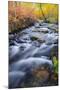 Fall Color Along Lundy Creek, Inyo National Forest, Sierra Nevada Mountains, California, Usa-Russ Bishop-Mounted Photographic Print