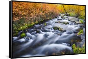 Fall Color Along Lundy Creek, Inyo National Forest, Sierra Nevada Mountains, California, Usa-Russ Bishop-Framed Stretched Canvas